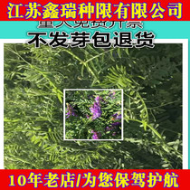 Light leaf purple flower seed seed orchard perennial Vicia species