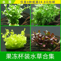 Excellent fish natural red wave gold money green money water Roland small pair of leaves fish tank landscaping water grass in the foreground grass 2039