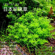 Fish era] Japan Pearl Grass Four Leaves Pearl Grass Stargrass Fish Tank Middle Rear View Water Grass view Master Offer
