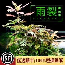 Rain Cracking Aquarium fish tank building Scape Sterile Cups Foreground Real water Grass Yang Vegetal plant Bujing Rain Water Lionclad Living