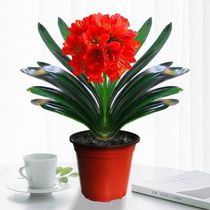 Boutique Clivia potted plants large and small seedlings evergreen plants indoor flowers in addition to formaldehyde