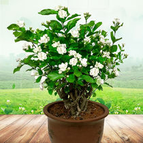 Four seasons flowering Jasmine potted green plant flowers old pile flower seedlings indoor well-raised flowers bloom constantly