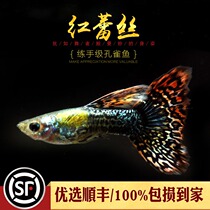 Aquarium Township] Red lace guppies freshwater tropical ornamental fish tank pet small phoenix tail viviparous live