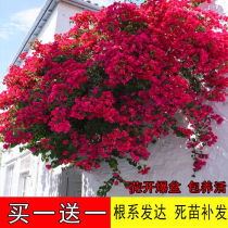 Triangle plum Four Seasons flowering base straight hair triangle plum with flower delivery triangle plum climbing vine flower plant potted B8