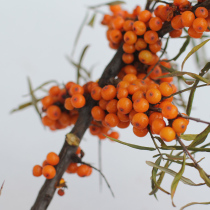 Shanxi Lvliang wild fresh enzyme fruit Sea buckthorn fruit Wild fruit sea buckthorn