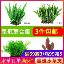 Water plants in the back view of the fish tank Green Dan Green nine crowns Crown grass tank Aquarium landscaping living real water plants decoration