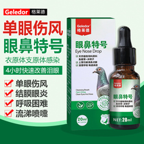 Gleride Pigeon Monocular Cold Dove Drug Coat Chlamydia Infection Respiratory Clear Burst Tears Common Disease Large Total