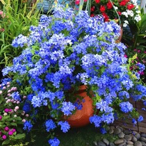 Light and elegant fresh blue snowflake potted big seedling orchid snowflake lollipop flower heat-resistant balcony good for four seasons blossom