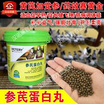 Germany Hannover pigeon medicine pigeon with Shenqi protein pill Racing Pigeon Pigeon disease prevention and health care products pigeon medicine