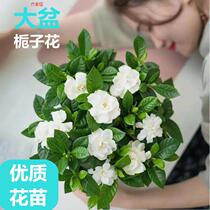 Large Leaf Solo Pole Gardenia Flower Potted Plant With Flower Bud All Season Blossom Green Plant Potted Flowers Small Leafy Gardenia Flowers
