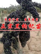 Black wolfberry seedlings potted plants planted in the south and north of the year the results of eating Ningxia wild red wolfberry bonsai