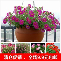 Potted flower seeds hanging Petunia hanging star hanging beautiful girl Cherry hanging rainbow flower hanging Golden Lotus