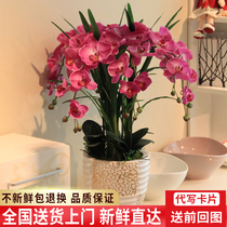 Phalaenopsis potted Shanghai flowers City Express Hangzhou Beijing Guangzhou office birthday housewarming opening flowers