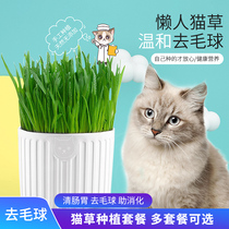 Cat grass seed water petrified woolen grass cat mint in addition to hair ballads cameo cat grass seed potted cat snacks kitty supplies
