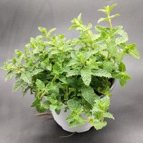 Strawberry mint small cordyceps tang mosquito repellent grass insect repellent Strawberry flavor Edible fragrance Soaked in water Cold salad Vanilla potted plant