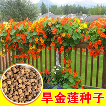 Nasturtium seed dry lotus seed dry lotus seed hanging climbing vine flower seed indoor balcony potted plant spring summer and autumn sown four seasons