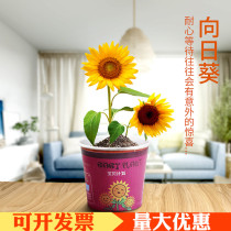 Kindergarten gift small gift children creative mini plant potted planting DIY reward primary school prizes