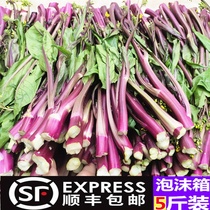 Hubei fresh red cabbage Moss is now picked and found to be found purple cabbage Moss red oil cabbage Moss Hongshan vegetable Moss 5kg