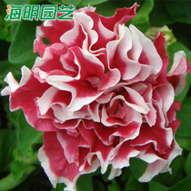 Base Straight Hair Heavy Petal Dwarf Flowers Fry All Season Flowering Balcony Courtyard Indoor Flower Potted Plant