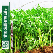 Shanghai green celery seeds small fragrant celery seeds farmhouse garden Garden garden balcony vegetable potted plants can be sown in four seasons