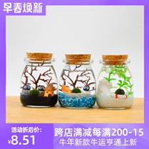 Algae ball ecological bottle ball algae algae ball green algae fans you micro-landscape viewing Lazy ecological bottle diy plant