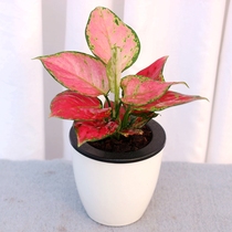 Auspicious Ruyi Queen can be water-fed and hydroponic good for indoor foliage potted plants.