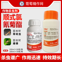 Fumeri Real Pepsi Worm Ground Tiger Grub Ground Tiger Grub Ground Maggots Underground Pest Pesticide Insecticide 100ml