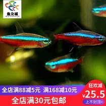Lamp fish Lamp fish Live Pauline Lamp Pauline Lamp Live fish Ornamental fish Tropical fish Live Pauline Lamp Lamp fish