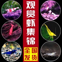 Ornamental shrimp live aquarium Pet shrimp Shrimp live algae removal tool shrimp Crystal shrimp Cherry shrimp Extreme fire shrimp package