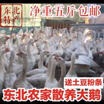 Free-range geese in northeast rural areas are now bought and killed fresh frozen Yian geese are fed with non-pure food