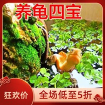Raising turtles aquatic plants duckweed hibiscus foxtail grass aquatic plants turtle tank fish pond landscaping adjustment purification of water quality natural