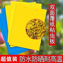 Home Fruit Drosophila with board Sticky Insect Board Orchard Special Fly Bugs Toilet Crops Sunscreen Little Flying Farmlands