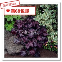 Flower edge Pickles imported flower seeds * Pan American German Benary Four Seasons face change * Alum root 10 pills
