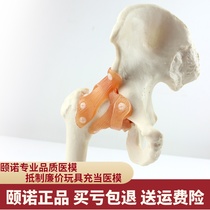 ENOVO Yinuo Human hip Femoral joint Model Human Skeletal Model Sports Orthopedics hip joint Femoral Head and Acetabular Ball and Socket joint Orthopedics Orthopedics