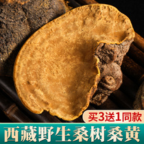 (Buy 3 get 1) Tibet Mulberry Mulberry super wild wild whole Ganoderma lucidum fungus Mulberry Mulberry yellow 100g