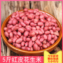 Red Peanuts 5 Jin new small grain raw peanuts farmers four red peanuts red peanut rice kernels