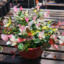 Flower leaf rock flower seedling potted flower Flower Flower Flower Stone hanging orchid Orchid four seasons hanging heat-resistant and cold-resistant plant garden green plant flower