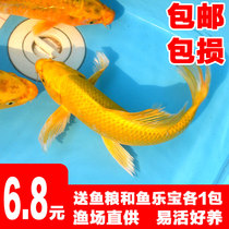 Golden dragon and phoenix koi fish Ornamental fish Live goldfish Freshwater fish seedlings Purebred large koi carp Crucian carp red grass carp