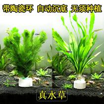 Aquatic plants live well live well live real aquatic plants green chrysanthemum large leaves green nine crowns fish tank aquatic plants landscaping direct into the tank
