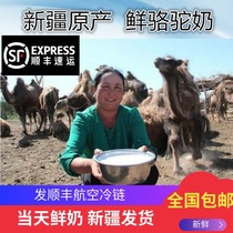 Xinjiang 2 pounds of camel pure fresh milk Raw milk non-milk powder Natural adult children baby elderly Shunfeng