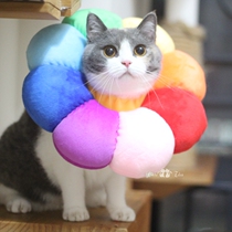 Sunflower cat headgear Elizabeth ring sunflower cat anti-licking collar shame ring cute photo