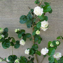 Jasmine potted flower seedlings with flower plants indoor flowers tiger head Jasmine old pile strong fragrance Four Seasons blossom constantly