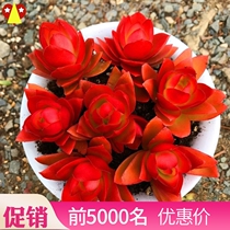 Green Princess Multi Meat (Rose Fire Sacrifice) Red Plants Like flowers New hands Balcony Courtyard Small Potted Thick Leaves oh