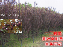 Potted Purple Leaf Plum Sapling color tree Courtyard Walkway Tree Miao Red Leaf Plum Sapling Green Miao Miao Landscaping Sapling
