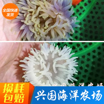 Long need red belly anemone sea anemone coral software LPS seawater fish living pacifier Sunflower Sand Sunflower National Express Package Live