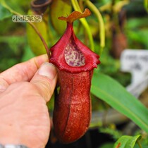 Dense flower x gourd Nepenthes small Cordyceps Herbivorous plant Pot Cannibal flower Insect-catching rare rainforest plant