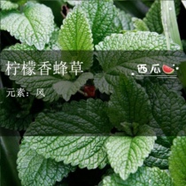 Lemon balsami with a lemon zest