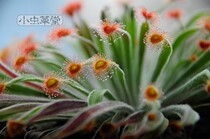 Silver spoon grass paste vegetable Small cordyceps herbivorous plant potted Northern Territory Cannibal flowers can be exposed to the tropics in summer