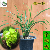 Spring Orchid Orchid Seeds Yubrew Butterfly Variety Pure Good Living Pot Spring Belt Concentrate Flower Flower