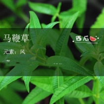 The horse whip of the horse whip